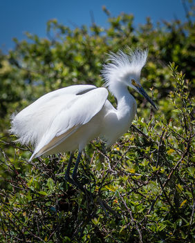 Snowy Egret - image #446417 gratis