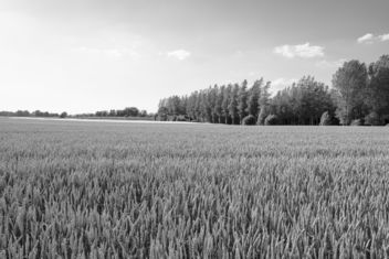 Wheat and Trees - image #446587 gratis