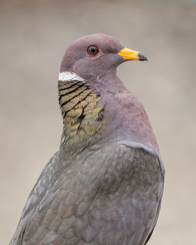 Band-tailed Pigeon - image gratuit #446797 