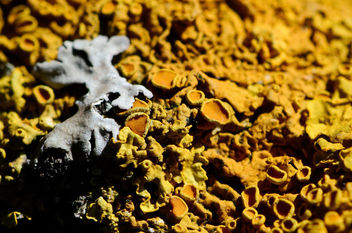 Lichen orange - бесплатный image #447177