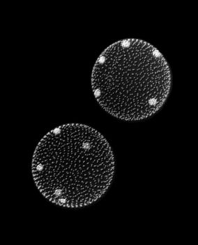 Volvox sp. - Microscopic algae - image gratuit #447237 