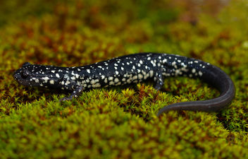 Western Slimy Salamander (Plethodon albagula) - image gratuit #447257 