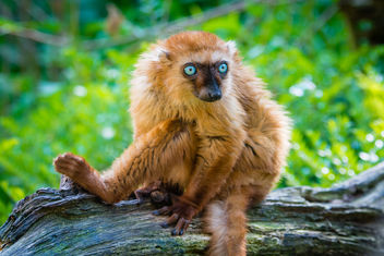 Lemur - Free image #447807