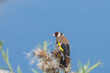 Goldfinch Carduelis carduelis - Free image #447817