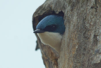 Peek-A-Boo Tree Swallow - image gratuit #447947 