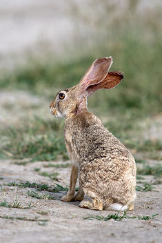 Indian Hare - image #448017 gratis