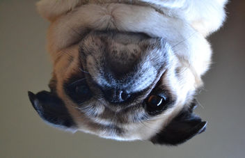 An Upside Down Pug - Kostenloses image #448727