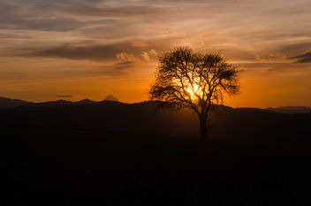 A Tree in the Sunset - image #449467 gratis