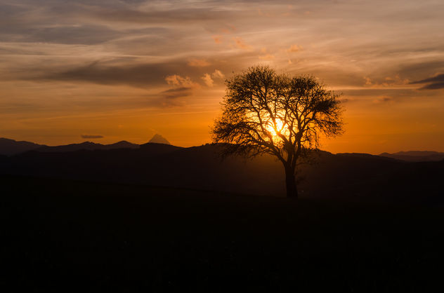 A Tree in the Sunset - image #449467 gratis