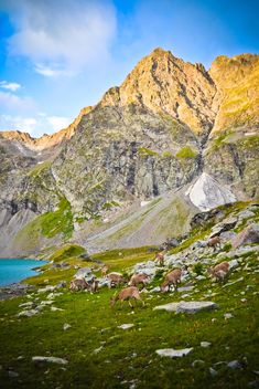 Goats near the lake in mountains - бесплатный image #449577