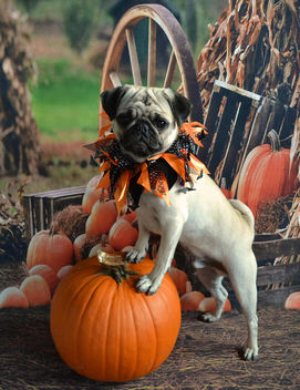 Boo Lefou Posing On A Pumpkin For You! - image #449737 gratis