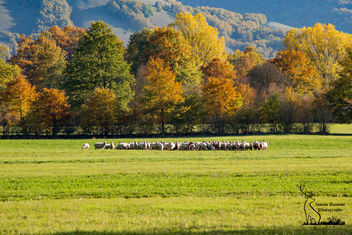 Sheeps and colors - image #449867 gratis