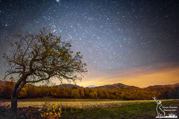 Apple tree under the night sky - бесплатный image #450267