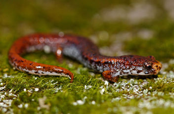 Four-Toed Salamander (Hemidactylium scutatum) - image gratuit #450357 