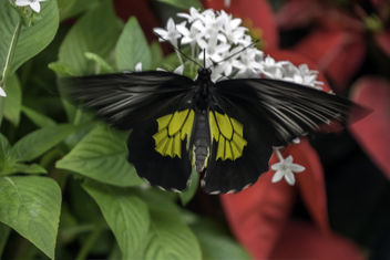Birdwing Butterfly in Motion - image gratuit #450537 