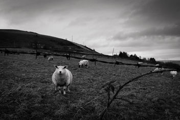 Winter Sheep - 01/365 Project 2018 - image gratuit #451047 
