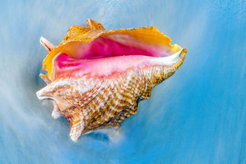 Seashell in the Waves - бесплатный image #451067