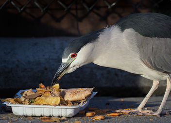 Takeout Night for this Night Heron - Kostenloses image #451347