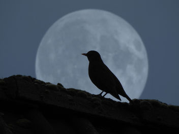 the bird in the moon - image gratuit #451517 