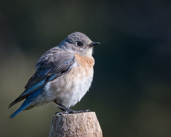 Western Bluebird (f) - Free image #451617