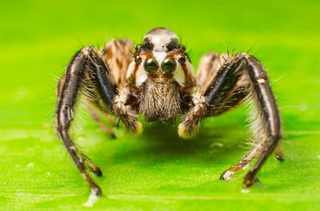 Brown jumping spider - image gratuit #451877 