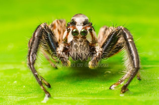 Brown jumping spider - image #451877 gratis