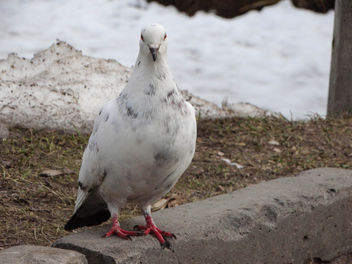 Rock dove // Columba livia - Free image #451997