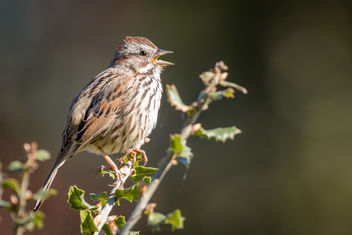 Song Sparrow - Free image #452077
