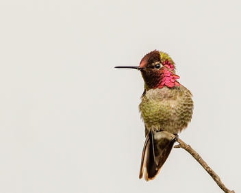 Anna's Hummingbird (m) - бесплатный image #452187