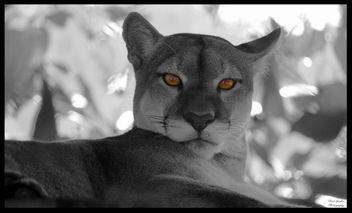 Panther Eyes - Kostenloses image #452207