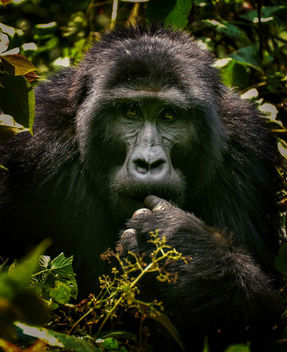 Mountain Gorilla - image gratuit #452237 