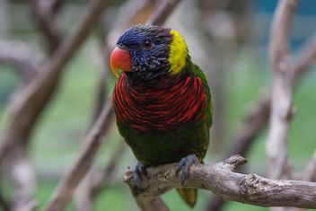 Colorful Australian Rainbow Lorikeet - image gratuit #452287 