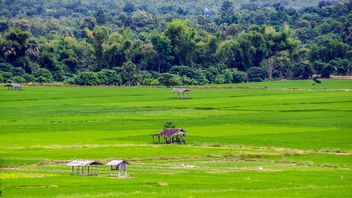 #nature, landscape, fields rice, chomthong ,chiang mai, asia, thailand - Free image #452387