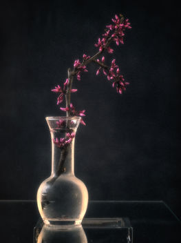 Still life with redbud - Kostenloses image #452977