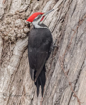 Male Pileated woodpecker - image gratuit #453067 