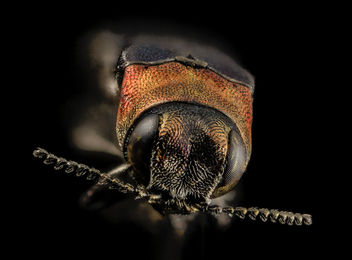 buprestid beetle, u, head, upper marlboro, md_2014-06-04-11.32 - Free image #453237