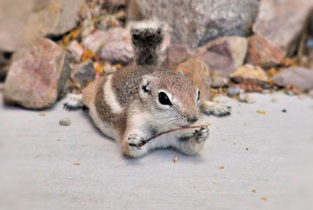 Antelope ground squirrel cuteness - image #453257 gratis