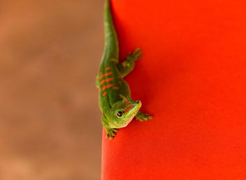 Green Gecko - image #453277 gratis