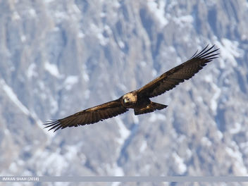Golden Eagle (Aquila chrysaetos) - image gratuit #453577 