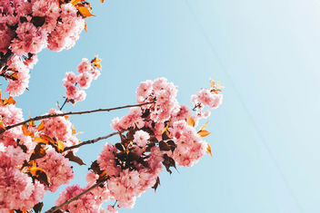 Trees with pink blooming flowers. Spring landscape. - бесплатный image #453597