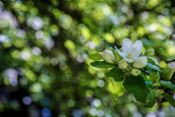 Spring Apple Bokeh - image #453677 gratis