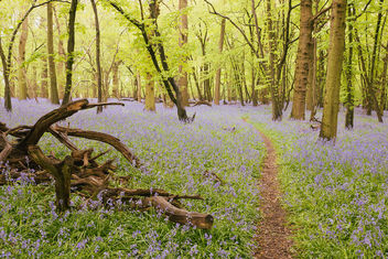Bluebell woods - Kostenloses image #453767
