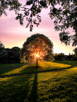 Sunset in the park - Dublin, Ireland - Landscape photography - image gratuit #454007 
