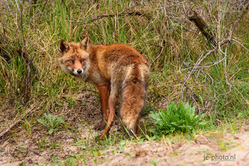 The Red Fox - image #454027 gratis