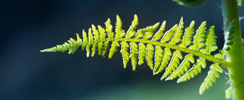 Cold Fern - Kostenloses image #454147