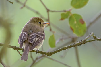 Pacific-slope Flycatcher - Free image #454197