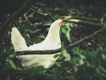 20180527-133552 - White Chicken in Nature - image gratuit #454207 