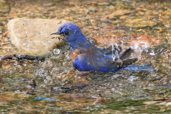 Western Bluebird taking a bath - image #454387 gratis