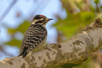 Nuttall's Woodpecker - Free image #454457