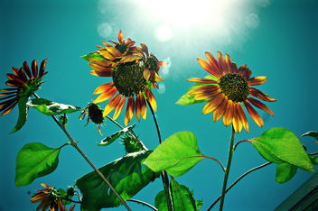 sunflowers under sun - image #454477 gratis